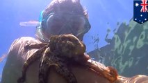 This adorable octopus just won't let this snorkeler's arm out of its death grip