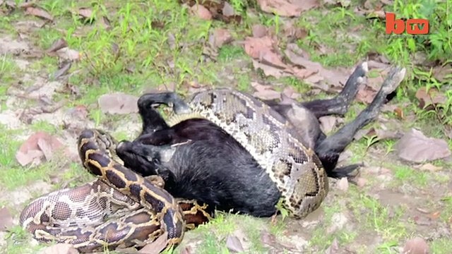 Caught On Camera Python Devours Goat Whole-copypasteads.com