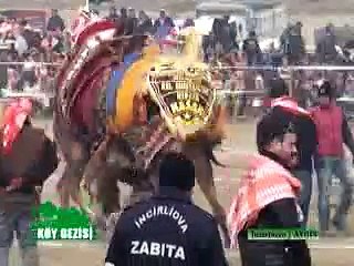 252 İncirliova deve güresi