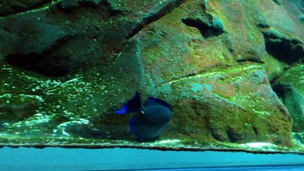 z57 Reviews and Eric Litvin - LOOK UP!