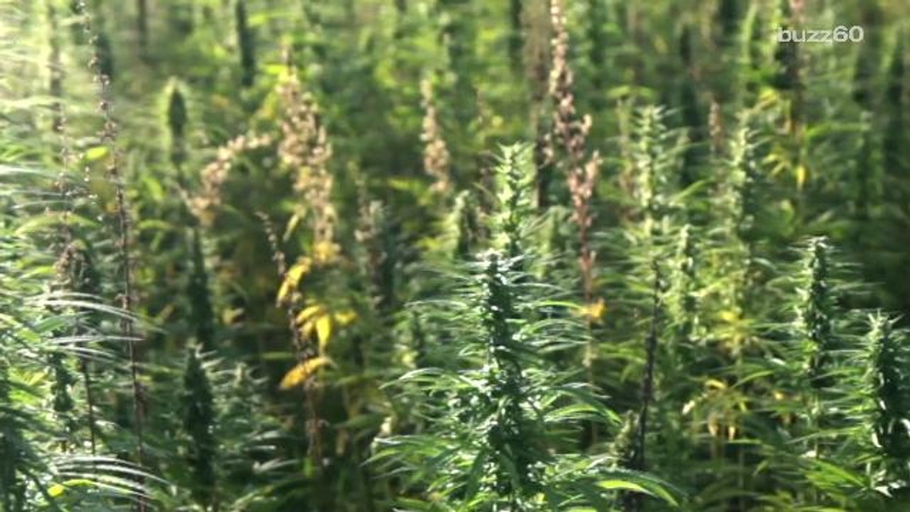 Family uses Airbnb, accidentally rents marijuana grow house