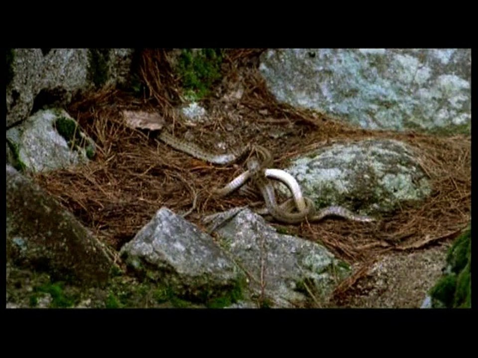 Printemps, été, automne, hiver... et printemps