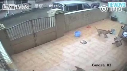 Vicdansız Hırsızlar 2 Köpeği İşkence Yaparak Çaldı