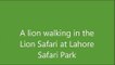 Lion in the Lion Safari of Lahore Safari Park