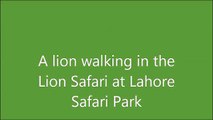 Lion in the Lion Safari of Lahore Safari Park