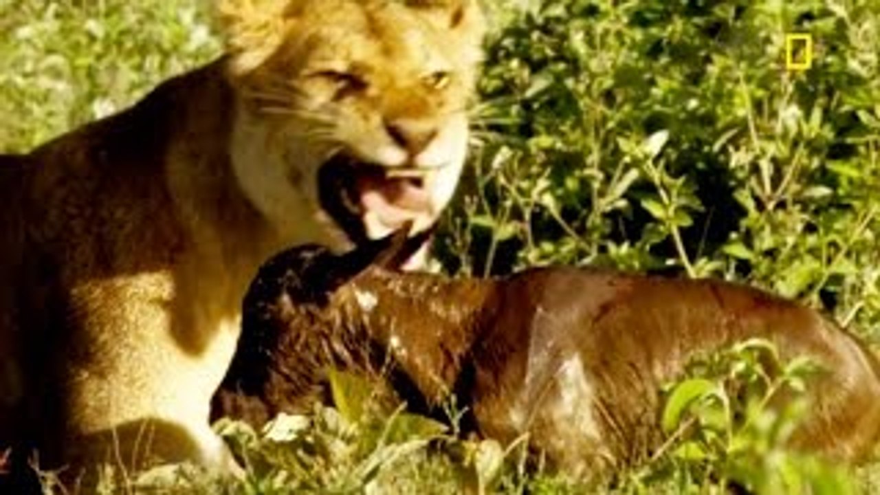 Animal Documentary National Geographic: KILLER FORCES OF TOP PREDATORS