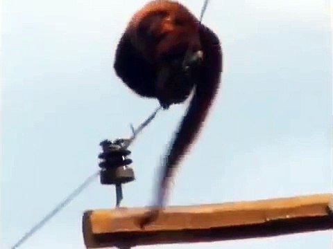 Monkey gets hit with 50000 volts (Daily Videos)