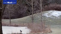 Playful coyote uses dog's ball to play fetch with himself