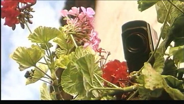 Chat noir, chat blanc