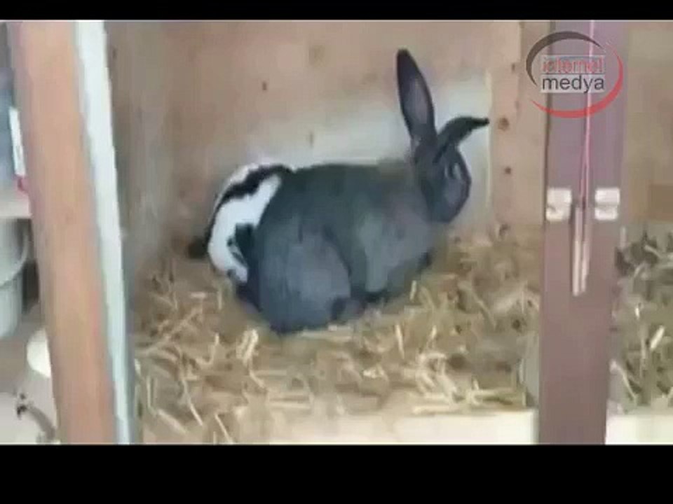 He died of pleasure rabbit