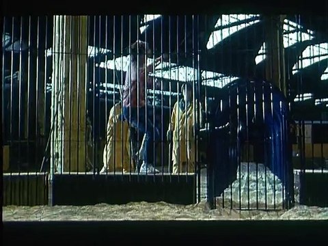 Roselyne et les lions