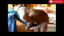 Dogs Mating Like Humans - Funny Animals Compilation