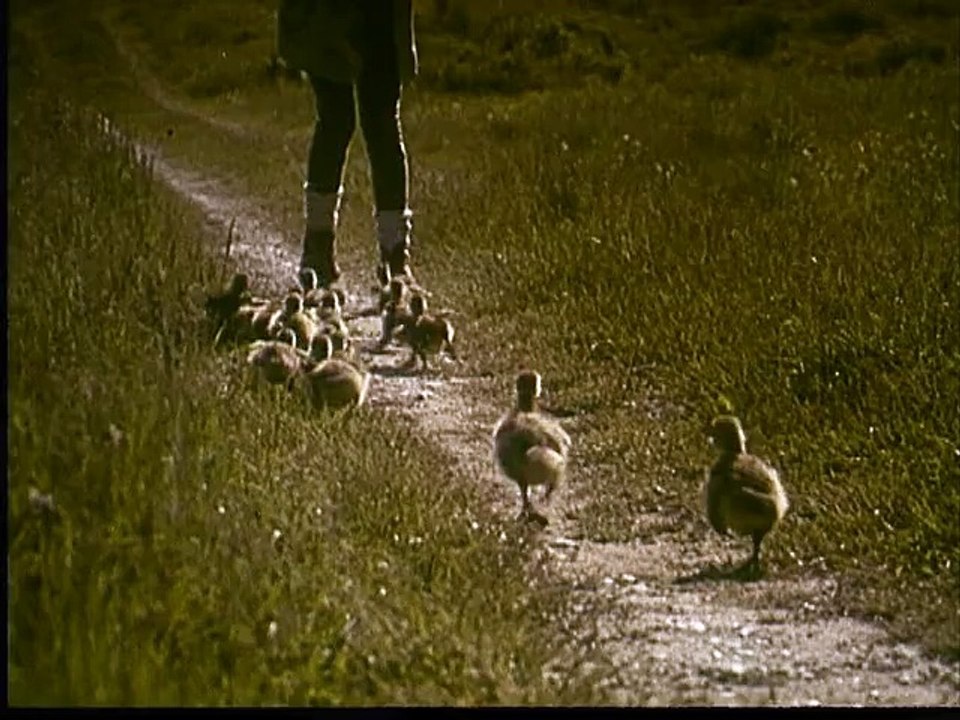 L'Envolée sauvage
