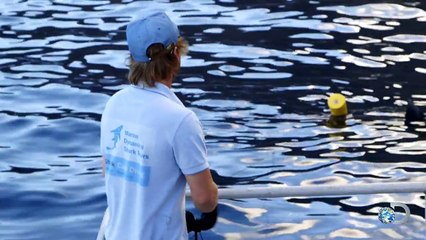 Measuring Giant Great Whites