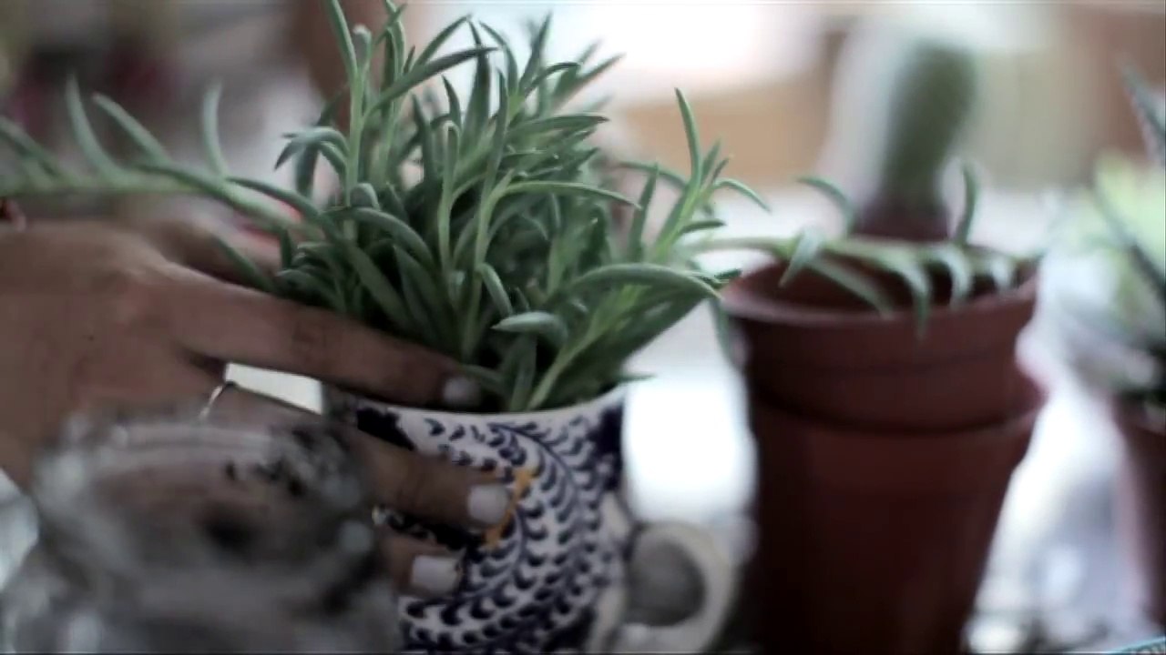 Simple Succulents