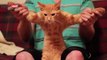 Cat Dancing Dubstep (Skrillex - Cinema) [FUNNY]