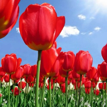 یک پارچه آهنگ ناب احمد ظاهر جان (لاله داغ دیده) تقدیم