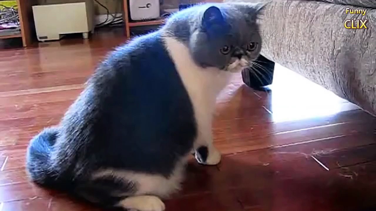 Funny Cats Vine Compilation 2015