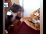 Cat really hates this tiger #2 Funny Cats 2015
