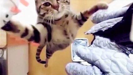 Epic Funny Cats / Cute Cats Compilation - 60 minutes!! [HD][HQ]