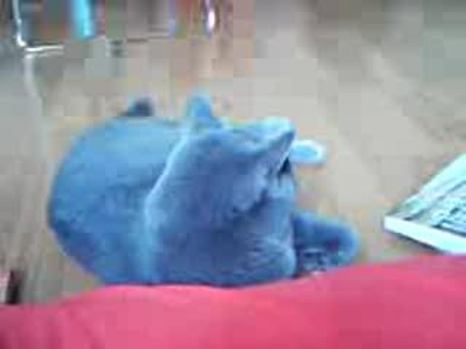 psycho cat