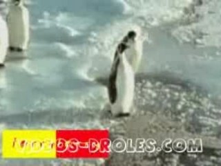 Videos-droles-animaux-les-pingouins