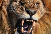 Wild Life Lion Documentary 2015 BULL BUFFALLO vs LIONS OVERCOME DEATH! NAT GEO WILD