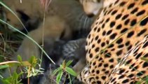 WATCH Animal Documentary National Geographic - Cheetah, SPEED TO KILL