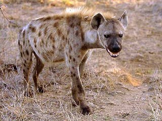 WATCH Animal Documentary HYENA EATS HORSE & Extreme Wierd Footage