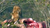 WATCH Wildlife Documentary Lions Attack Hippo BBC Discovery Documentary