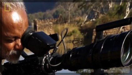 WATCH Animal Documentary TIGER S BLOOD FIGHTS - Amazing Tigers Attacks