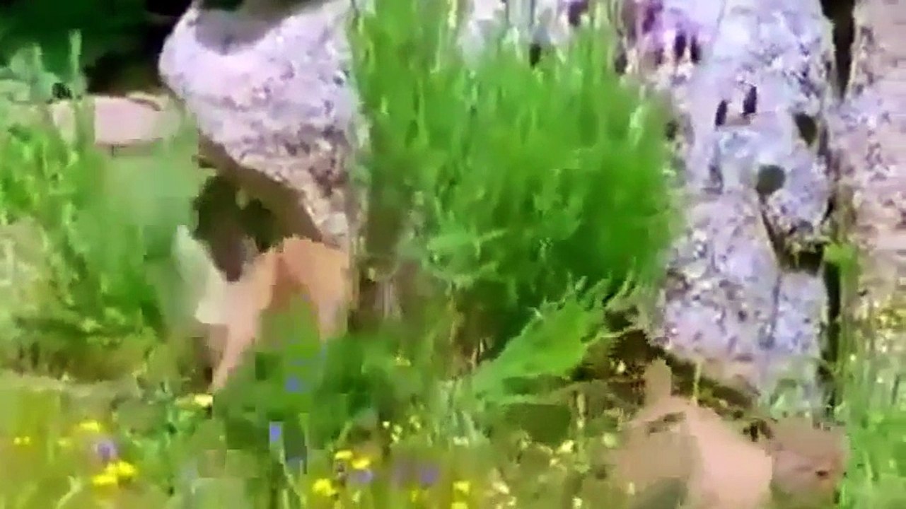 WATCH Natural World Spain s Last Lynx Wildlife Documentary