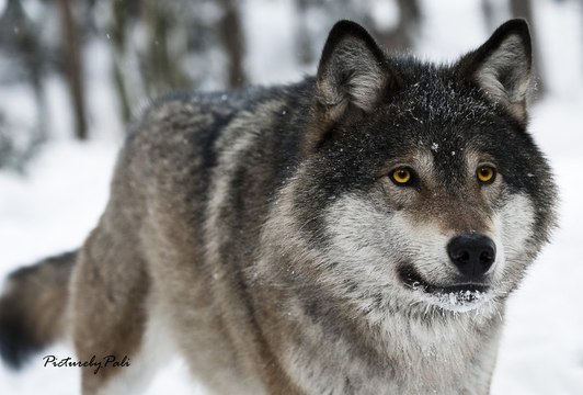 WATCH The Grey Wolf Gray Wolves Hunting In the Wild [Animal Nature Wildlife Documentary]