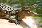 WATCH THE KING CROCODILE ATTACKS - Crocodiles Hunting Animal Nature Documentary