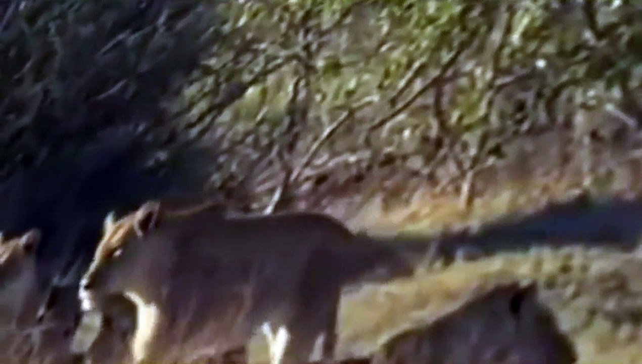 WATCH Tiere Doku  Die Macht des Löwen - Löwen Doku Deutsch