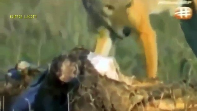 WATCH Wildlife Animals Documetary - Wild Africa Documentary - Lions With Hyenas And More