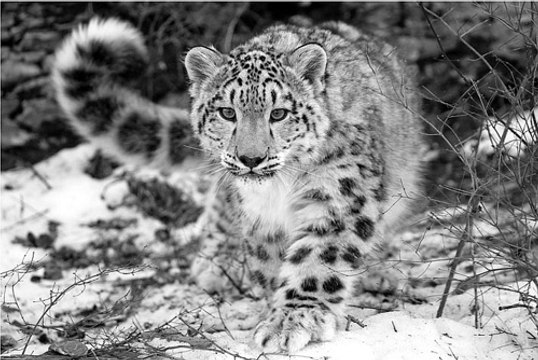WATCH Hunting For The SNOW LEOPARD Big Cats Nature Documentary