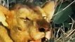 WATCH Lion Documentary  LION VS HYENA - FACE TO FACE Classic Discovery Channel