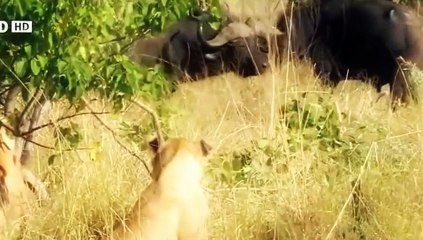 WATCH LION Documentary WILD LIONS The Ultimate Predato