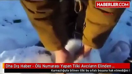 Dha Dış Haber - Ölü Numarası Yapan Tilki Avcıların Elinden Kurtuldu