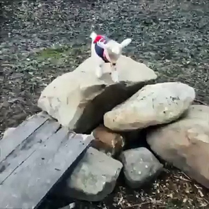 This Frolicking Goat Is The Only Thing You Need To See Today... Oh My!