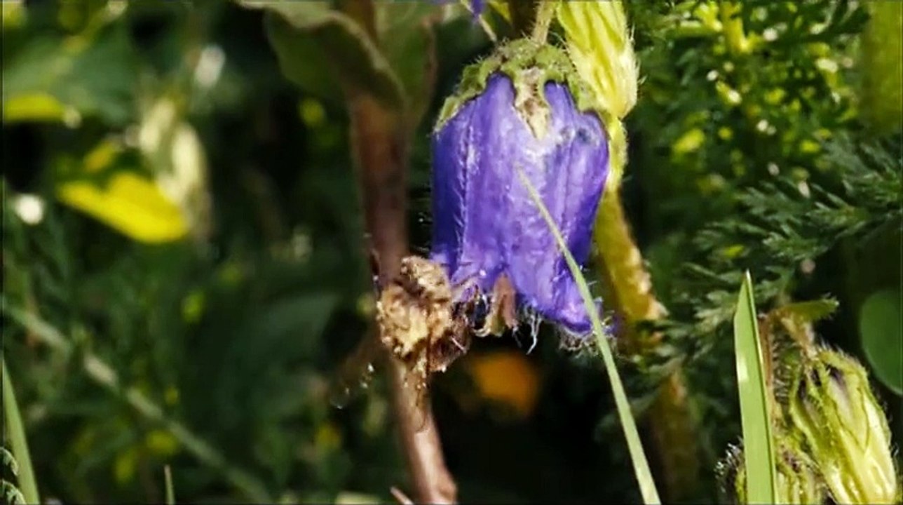 Des Abeilles et des Hommes