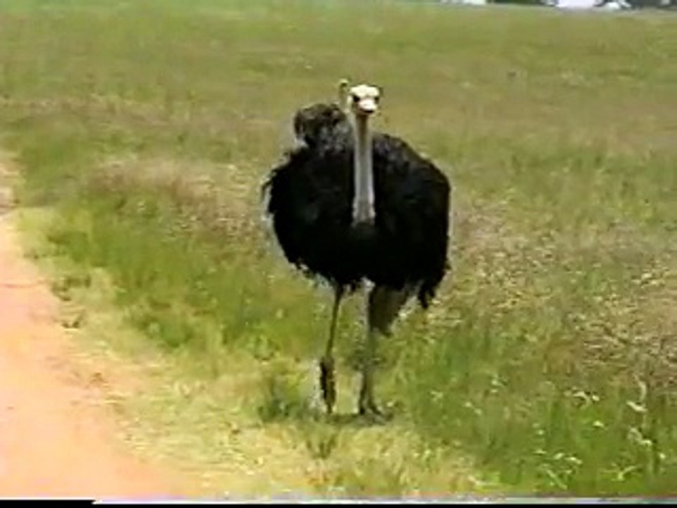 Ostrich attacks camera man