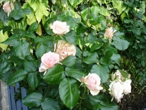 Bananiers à Sépamoi_0001