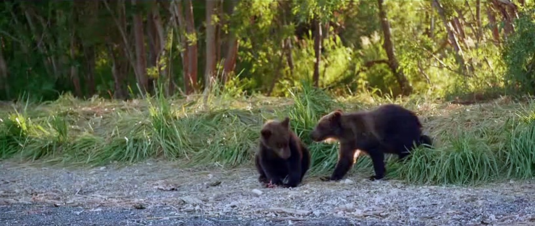 Terre des ours