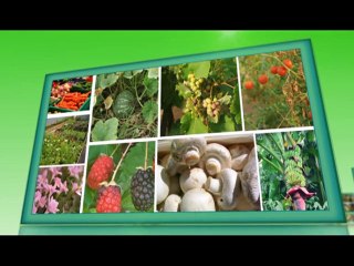 .Mozzarella Cheese Preparation