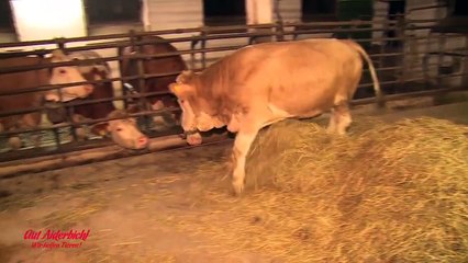 Après une vie enfermée, vache retrouve la liberté