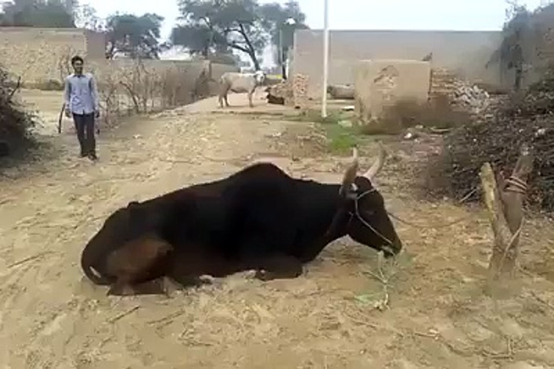 fun with cow awesome prank