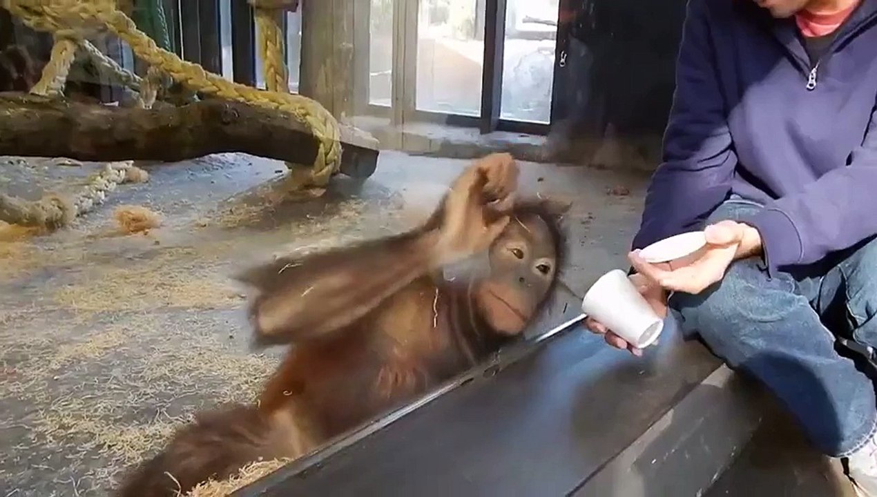 fun with monkey at zoo kids
