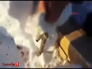 Ölü numarası yapan tilki avcıların elinden böyle kurtuldu